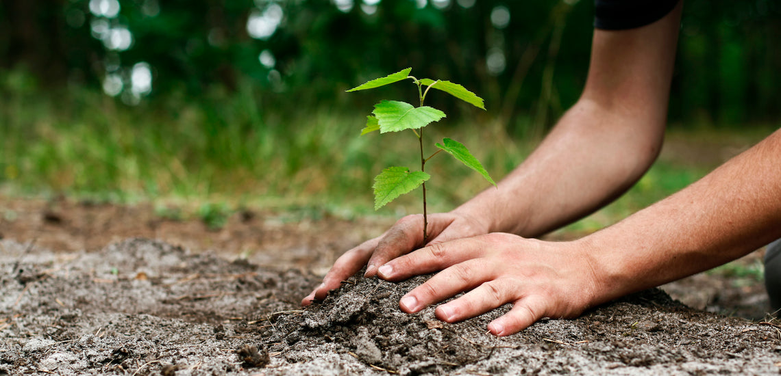 The Houseplant Guru | Collection 2020