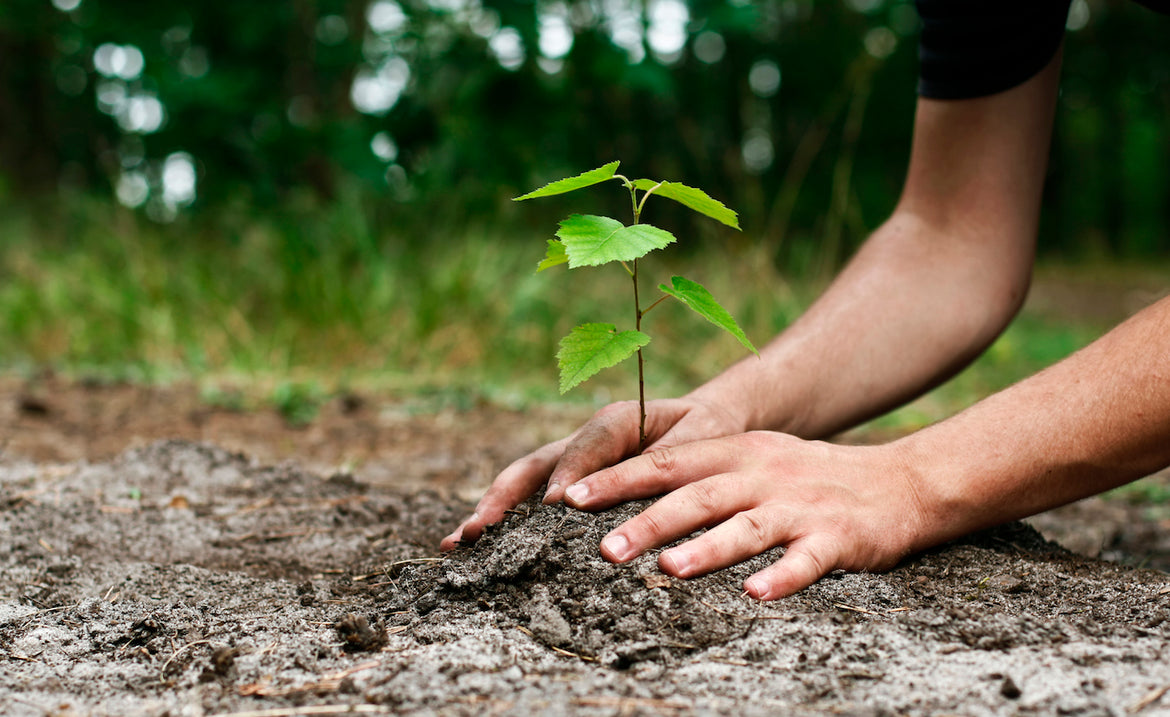 The Houseplant Guru | Collection 2020