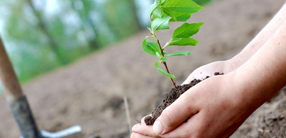 Epic Gardening | Houseplants Collection