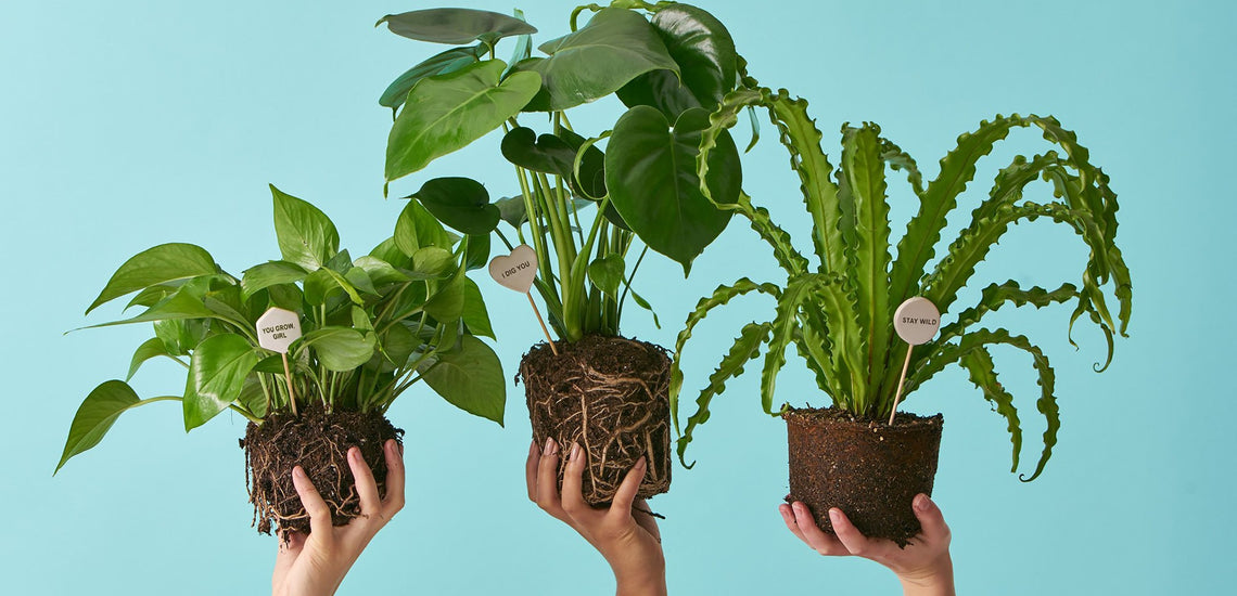 Plants are the Strangest People