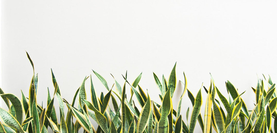 Best Indoor Plant Care Tips - The House Plant