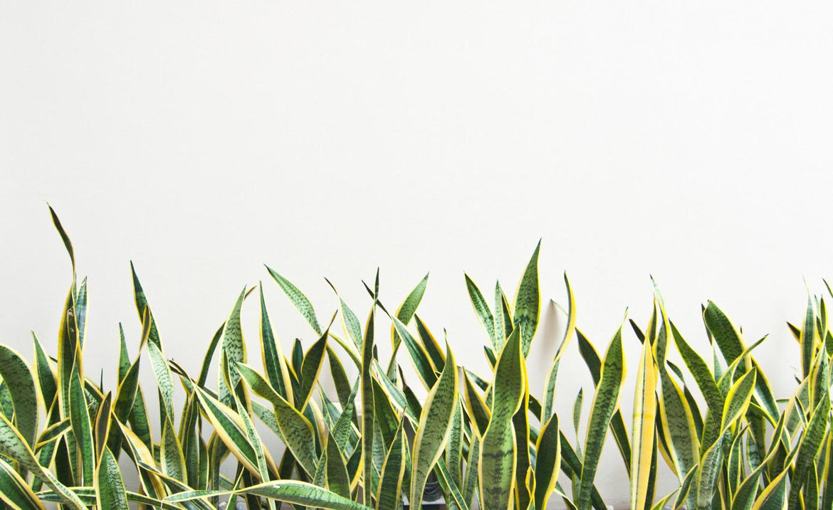 Best Indoor Plant Care Tips - The House Plant