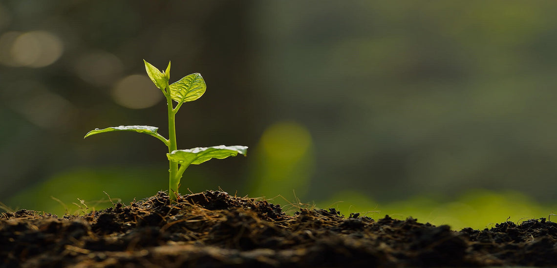 Ohio Tropics Houseplant | Nice Collection