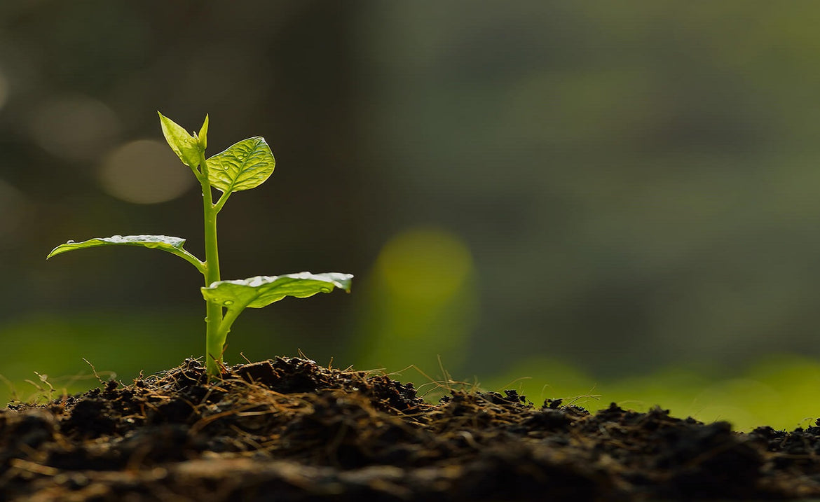 Ohio Tropics Houseplant | Nice Collection