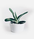 8. Countdown product