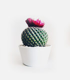 9. Without shortcode