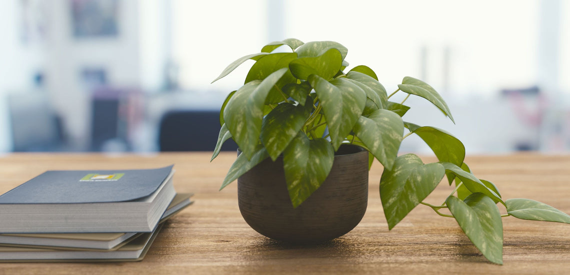 Guide to House Plants - Tips for Growing Plants Indoors