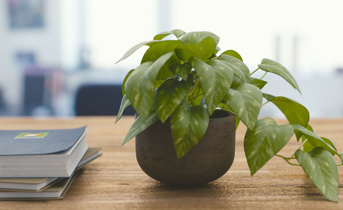 Guide to House Plants - Tips for Growing Plants Indoors