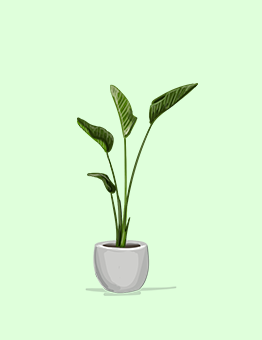 Double Banner Images